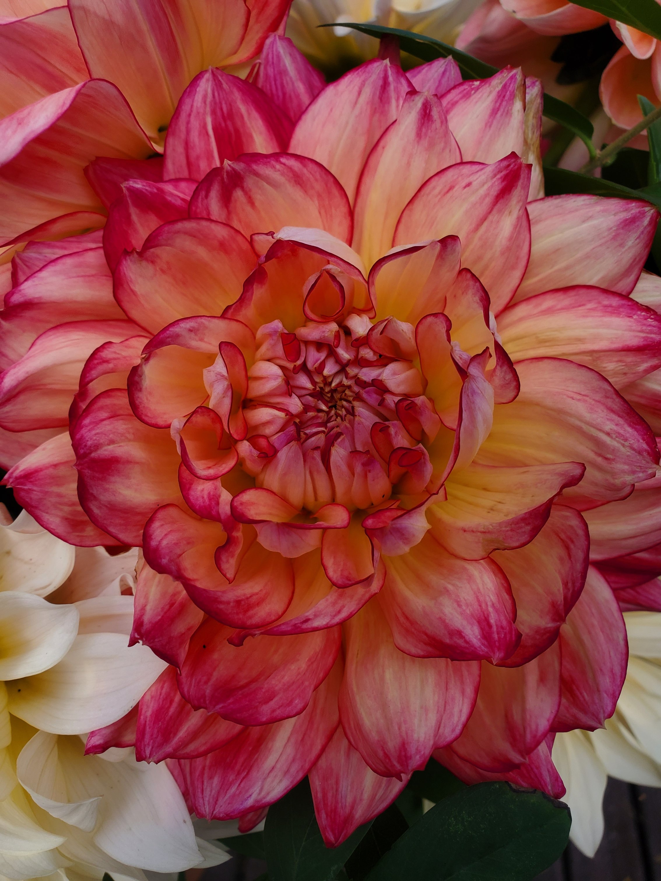 firepot-dahlia_princeton-flower-farm