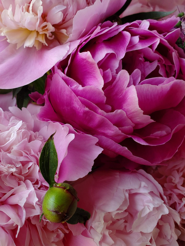 peonies_600x800_princeton-flower-farm