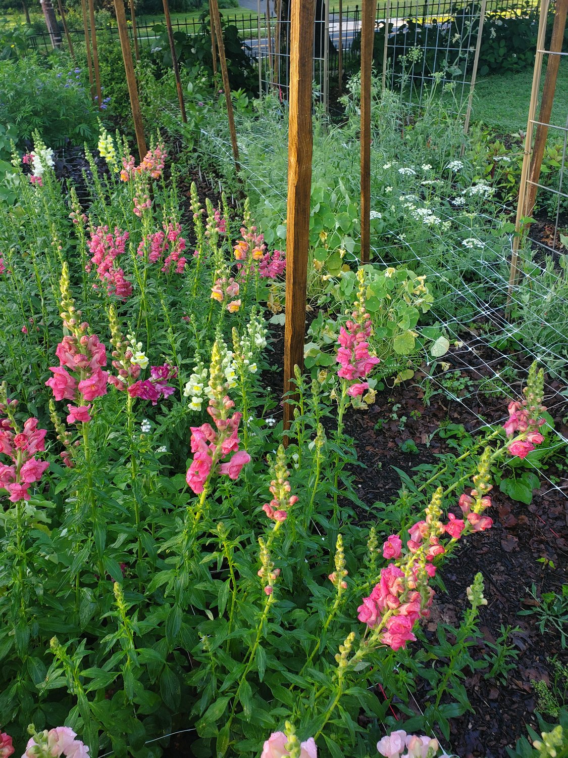 snapdragons-field_princeton-flower-farm
