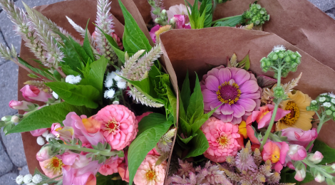 zinnia-celosia