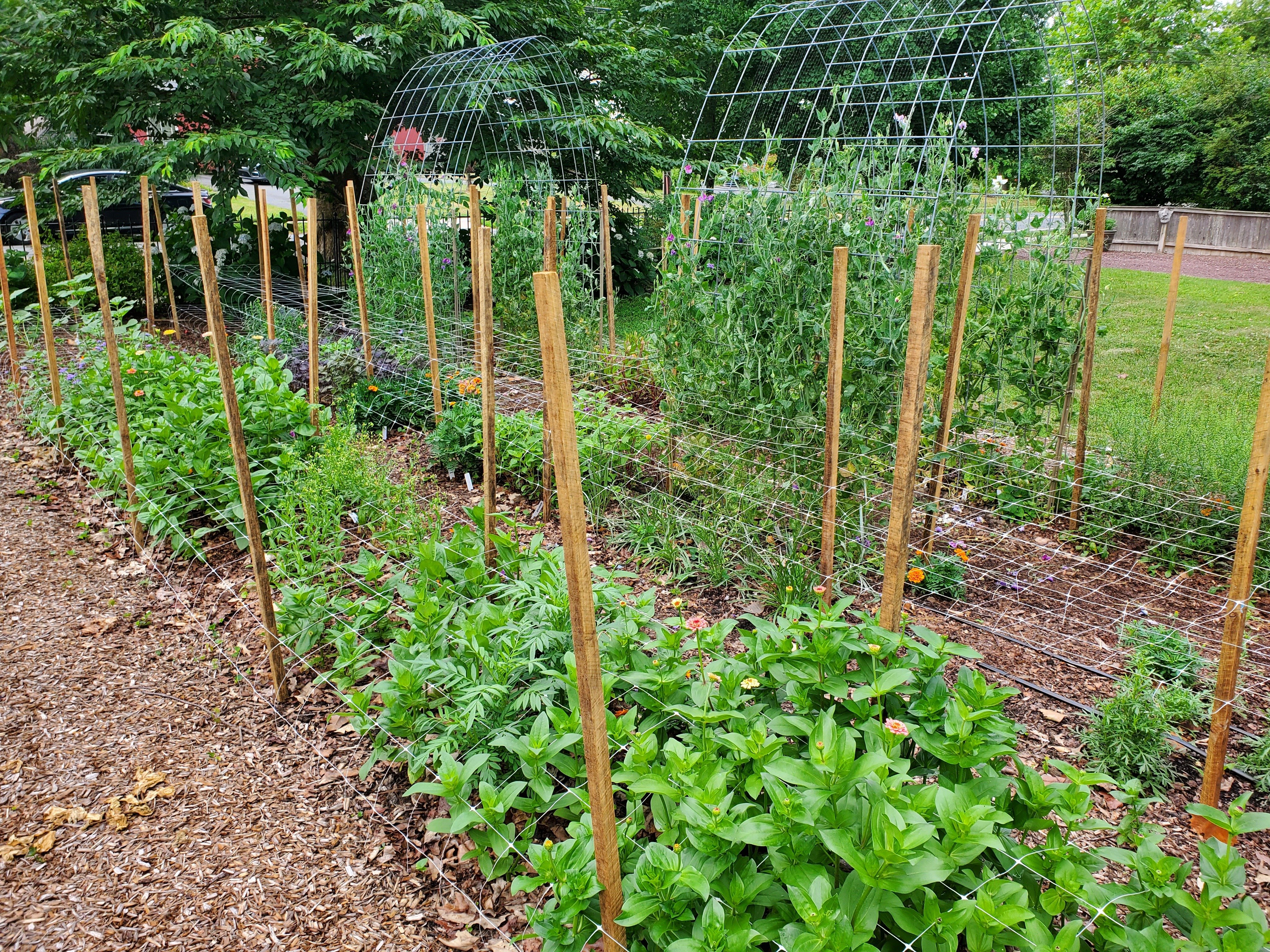 farm-field1_no-blooms_princeton-flower-farm