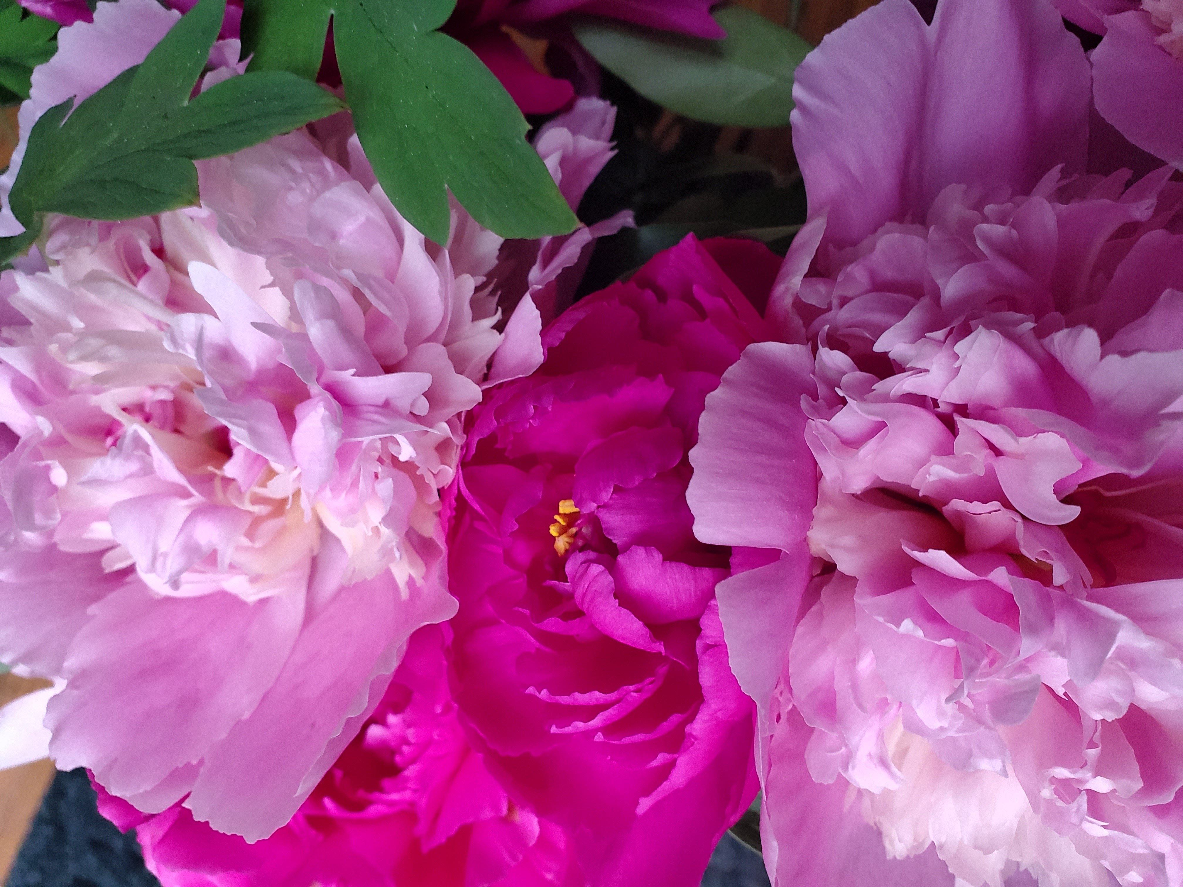 peonies-pink_princeton-flower-farm