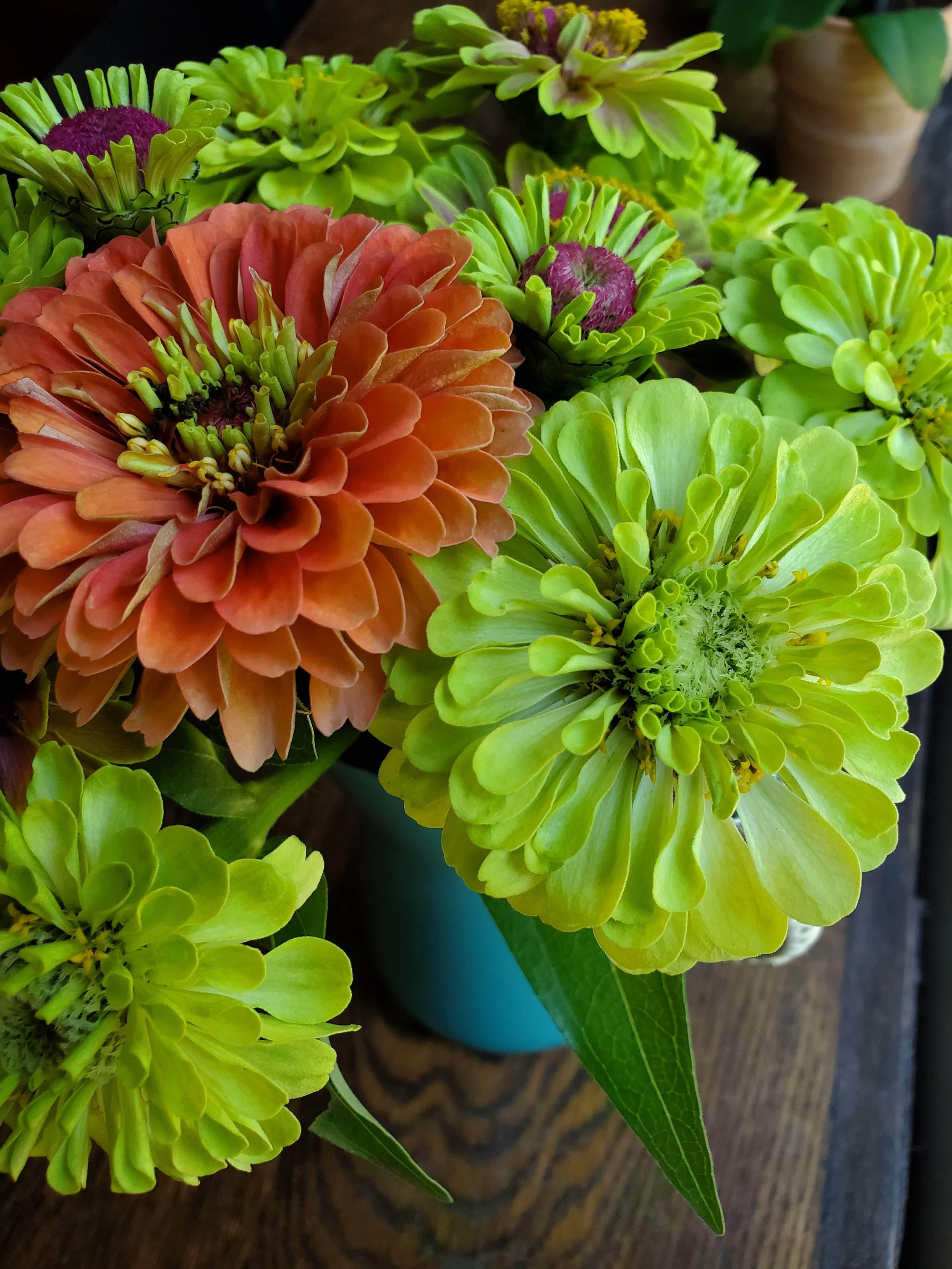 queen-lime-zinnia_princeton-flower-farm