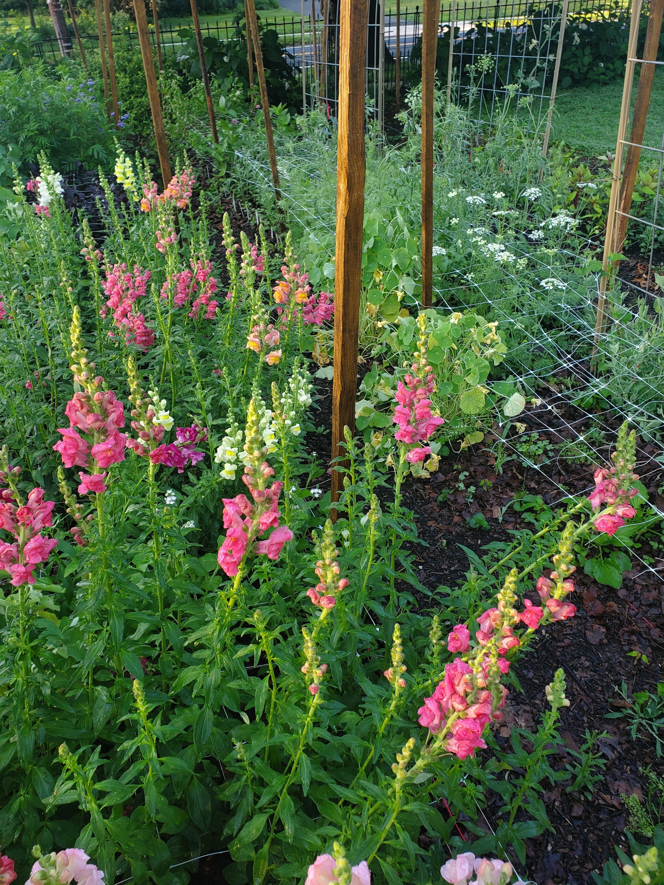 snapdragons-field_princeton-flower-farm