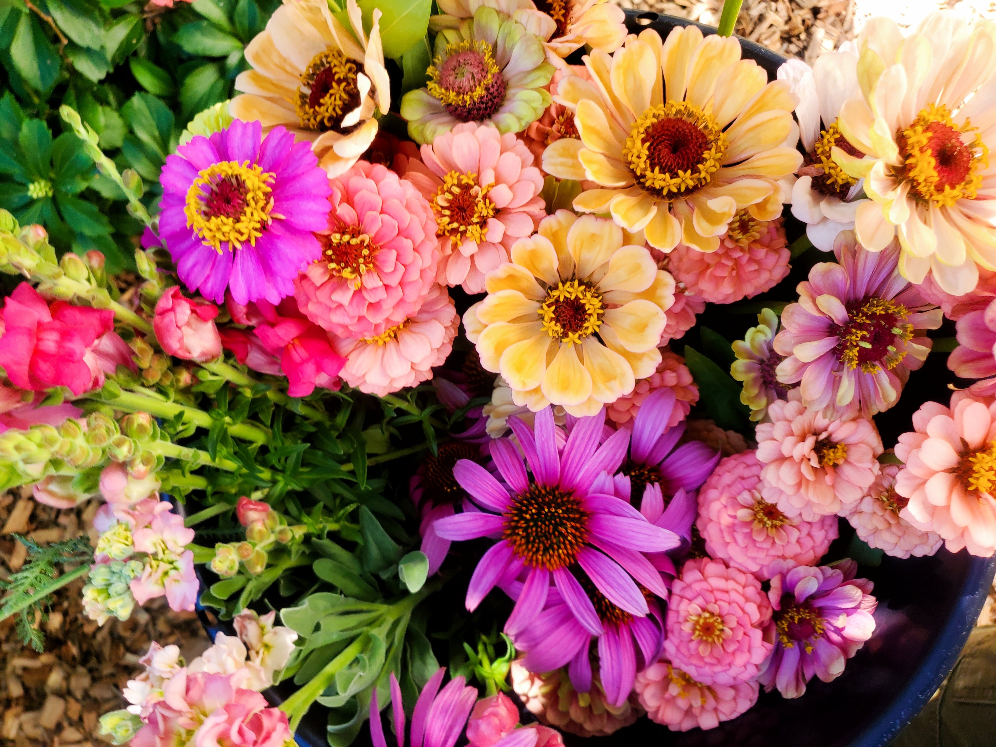zinnias-bucket_princeton-flower-farm
